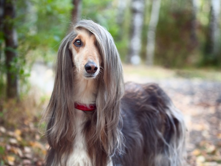 chien