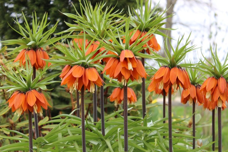 fleurs exotiques orange
