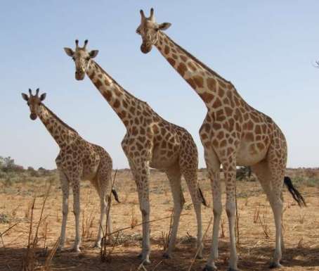 girafes