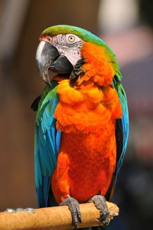 Macaw Parrot