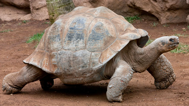 tortue